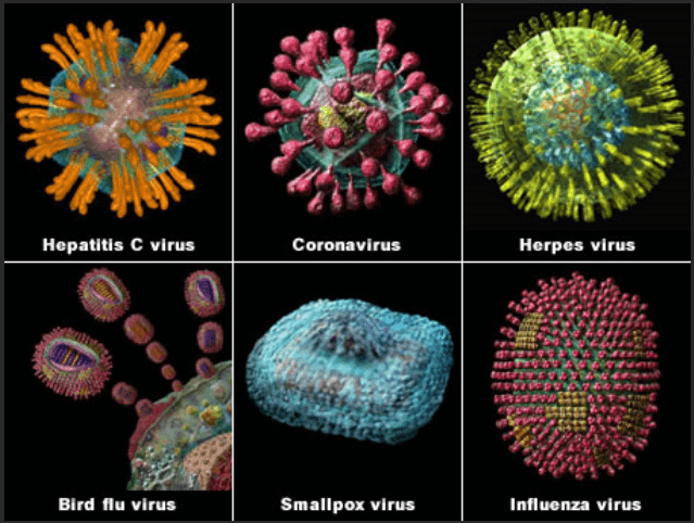 viruses